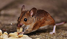24 Hour & Emergency Exterminators in Brittons Neck, SC